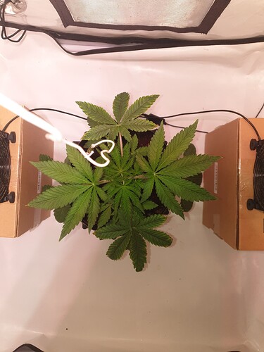 Growreport Bild 7