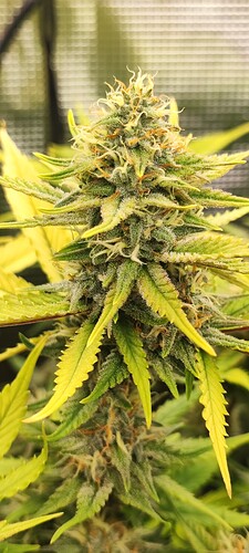 Growreport Bild 49