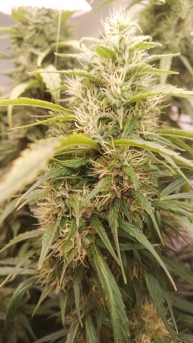Growreport Bild 8