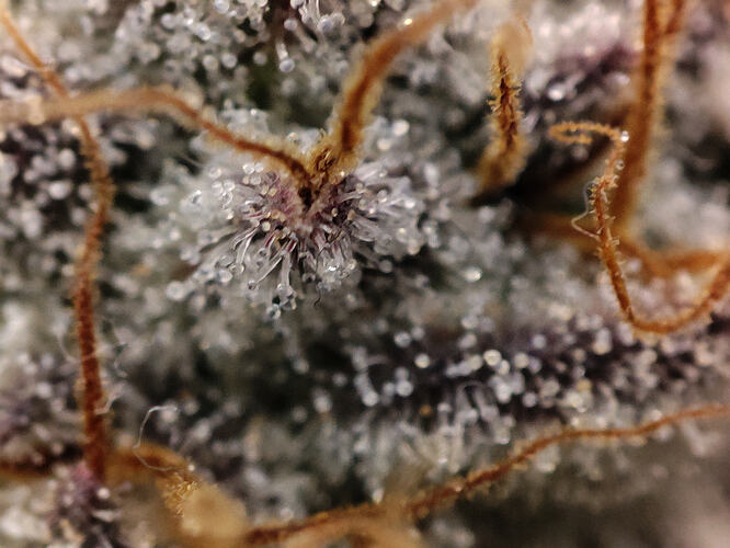 Growreport Bild 94