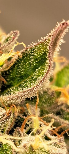 Growreport Bild 41