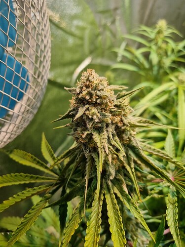 Nahaufnahme einer blühenden Cannabispflanze mit Trichomen und Blättern, im Hintergrund ist ein Ventilator zu sehen.