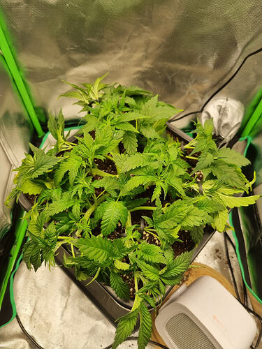 Growreport Bild 5