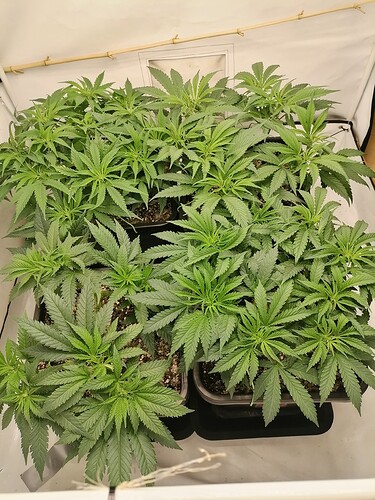 Growreport Bild 30