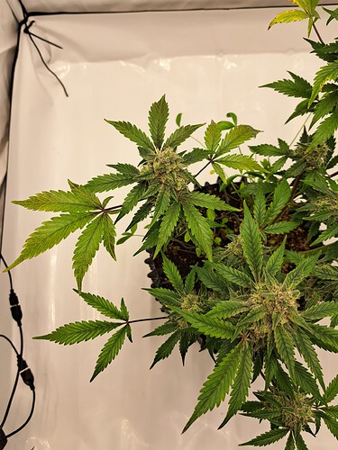 Growreport Bild 53