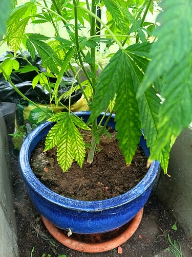 IMG_20240809_102612_075