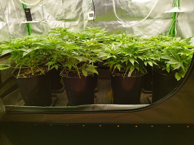Growreport Bild 4