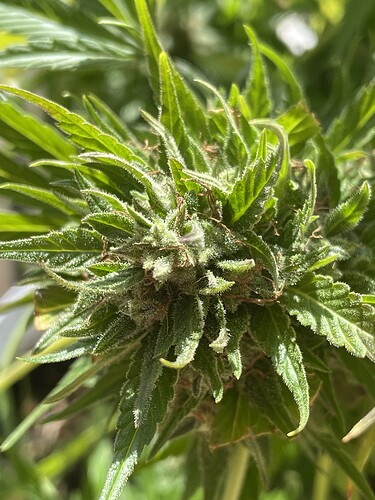 Growreport Bild 7