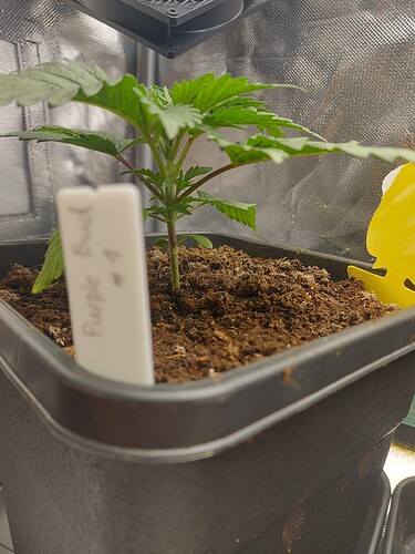 Growreport Bild 3