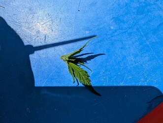 PXL_20250625_124436956