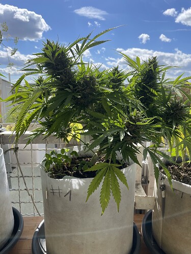 Growreport Bild 1