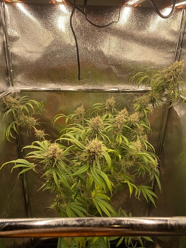 Growreport Bild 6