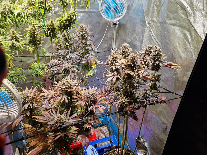 Mehrere blühende Cannabispflanzen mit dichten, harzigen Blütenständen und einigen violetten Blättern in einem Zelt.