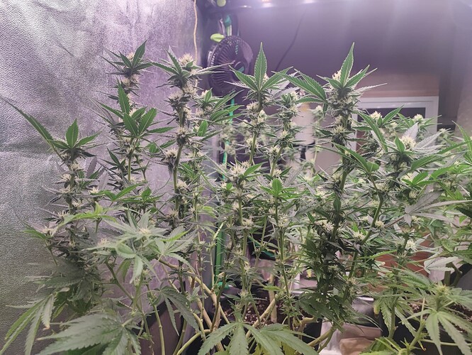 Growreport Bild 28