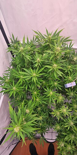 Growreport Bild 5