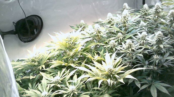 Growreport Bild 5