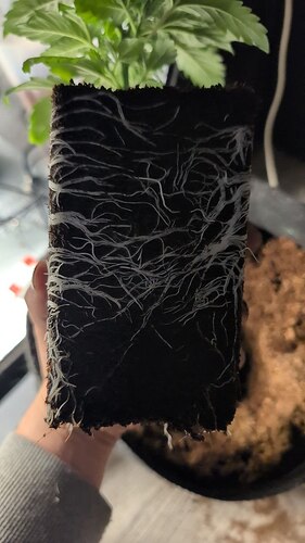 photo_2025-11-11_00-31-50