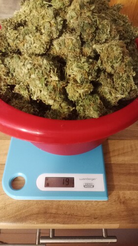 Growreport Bild 35