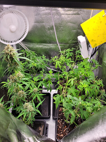 Growreport Bild 1
