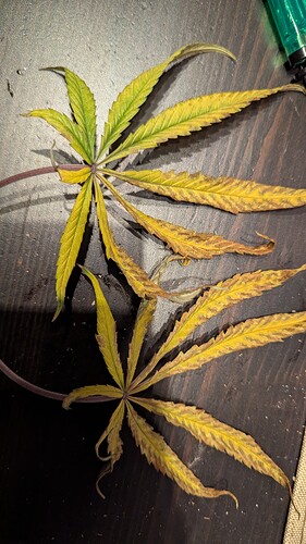 Growreport Bild 1