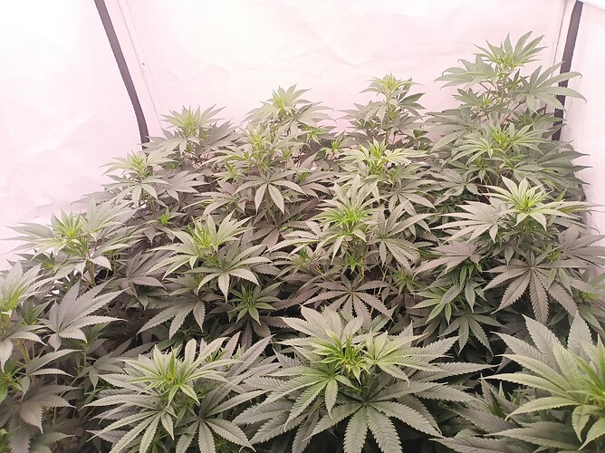 Growreport Bild 7