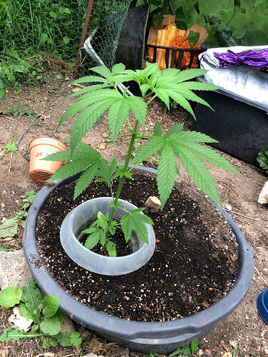 Grow26_0702_06