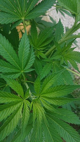 Growreport Bild 37