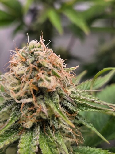 Growreport Bild 7