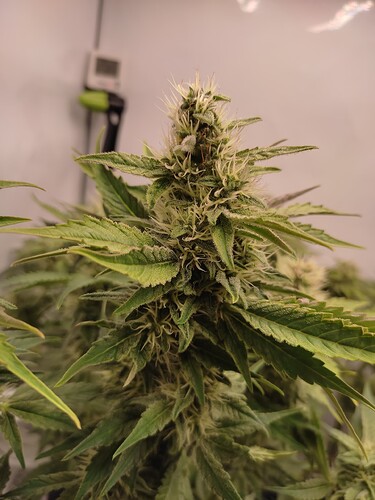 Growreport Bild 38