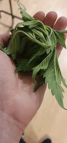 Growreport Bild 5
