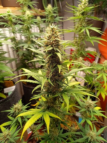 Growreport Bild 3