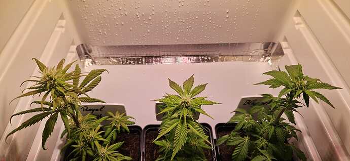 44e606ef-5d0c-4d95-a268-0bde320ea0a0