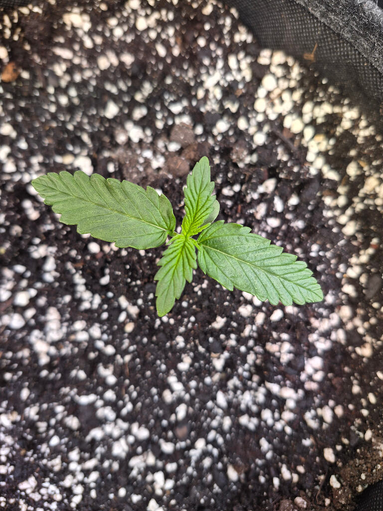 Fast Buds Autos erster Growversuch in Living Soil