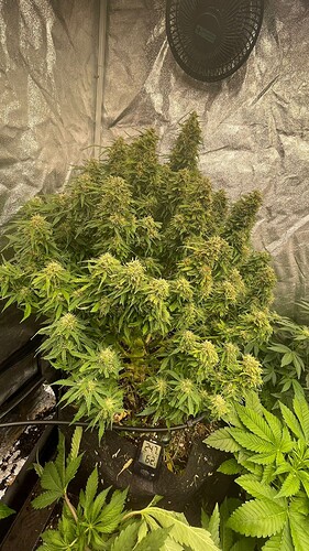 Growreport Bild 1