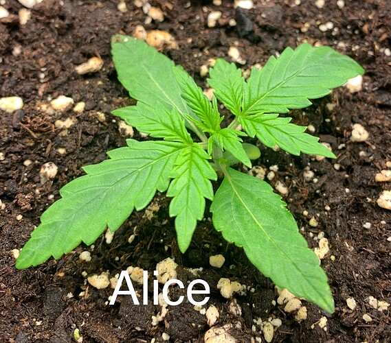 Growreport Bild 6