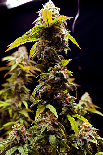 bauen-nov-bud-porn
