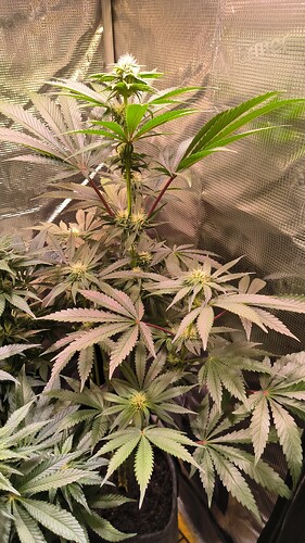 Growreport Bild 22