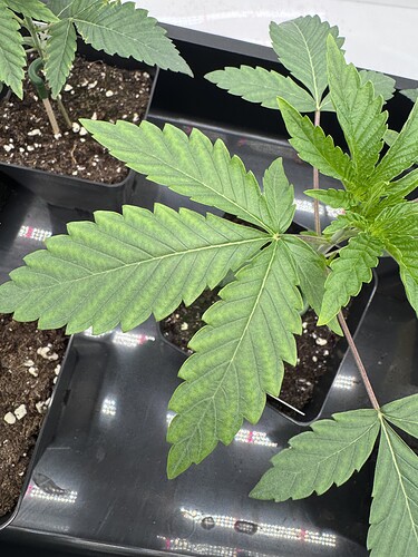 Growreport Bild 3