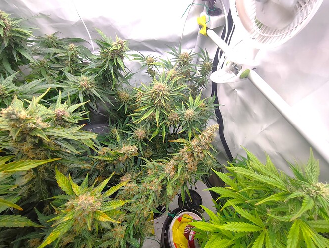 Growreport Bild 32