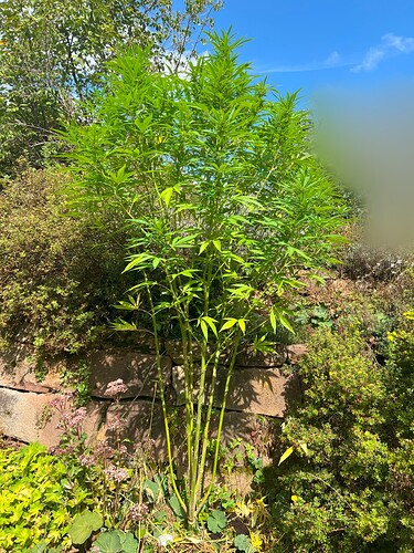 Special-Queen_5 Monate