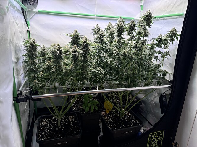 Growreport Bild 2