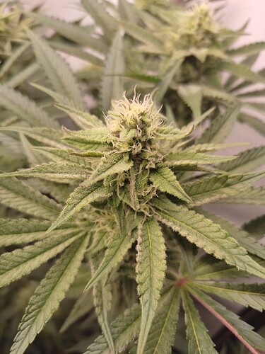 Growreport Bild 31