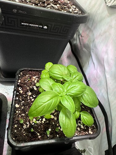 Growreport Bild 6