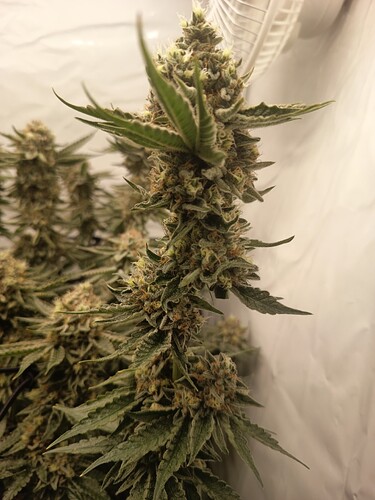 Growreport Bild 25