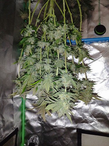 Growreport Bild 4