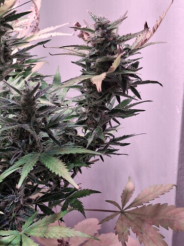 Growreport Bild 6