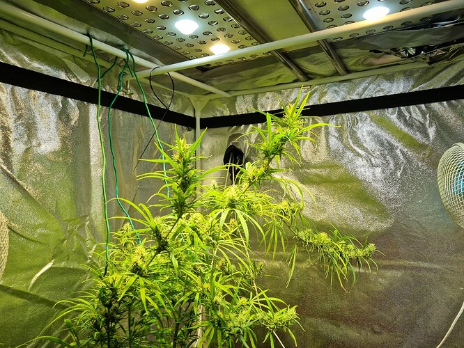 Eine blühende Cannabispflanze in einer Growbox mit reflektierenden Wänden und LED-Beleuchtung.