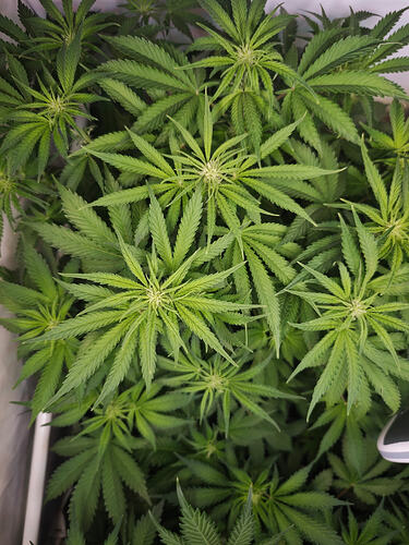 Growreport Bild 13