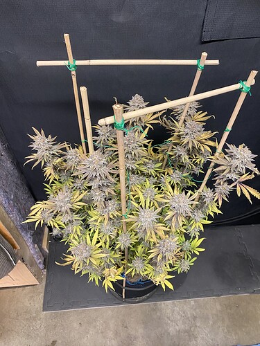 Growreport Bild 8