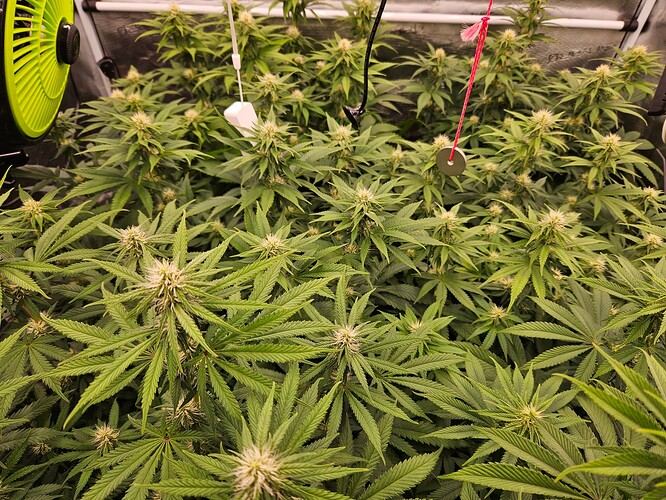 Growreport Bild 18